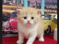 British Shorthair Yavrular