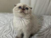 Ayı surat bebek scottish fold