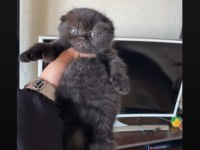 Safkan ayı surat siyah scottish fold yavrumuz