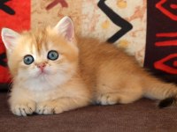 Efsanevi Güzellikte Golden British Shorthair