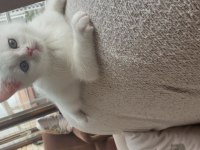 Güzeller Güzeli Maviş Kız Kedimiz