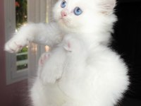 Safkan Beyaz British Longhair Erkek