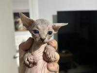 Safkan Sfenks Yavruları