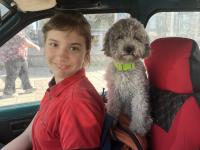 3 Yaşında Dişi Silver Poodle