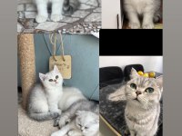 British shorthair ve british scottish 2 aylık