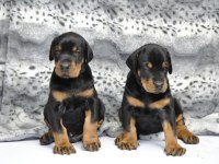 Üst kalite doberman yavruları