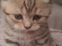 Kırçıllı Dişi British Shorthair Yavru