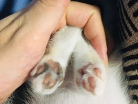 2 Aylık British Yavrumuza Yuva