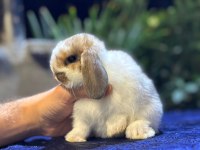 Hollanda Cüce Ve Mini Tavşanlar Her Yere Gönderim