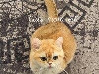 Kibar british shorthair golden kızım melanie