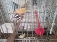 Yarı Tepeli Çift Kanarya