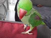 Alexander İskender Papağanı Konuşmaya Yatkın