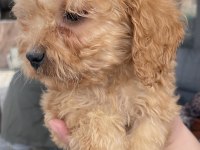 Bursa'nın En Güzel Maltipoo Bebekleri