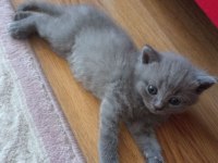 Renk Renk Erkek Ve Dişi British Shorthair Bebekleri