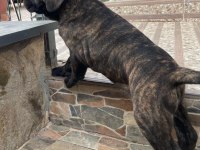 Dev Erkek Cane Corso Köpeği