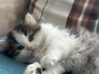 1.5 Aylık British Longhair Melek Gibi Yavru