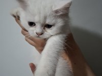 Kendi Kedilerim Acil Sahiplendirilecektir