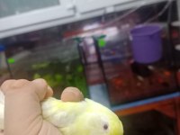 Prehistoricpets Garantisi İle Muhabbet Kuşları