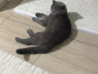 Ücretsiz Sahiplendirme Scottish Fold Kedimiz