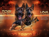 3 Aylık Şecereli Aşıları Tam Alman Kurdu Yavrular