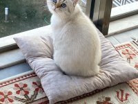 5 Yaşında British Shorthair Ücretsiz Sahiplendirme