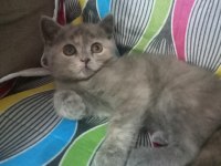 British yavru kediler