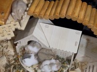 Hamster yavrularımıza yuva arıyoruz