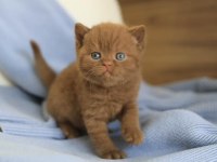 Minik Çikolata Topu Chocolate British Shorthair Yavrumuz