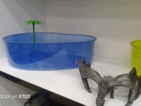 Prehistoricpets Güvencesi İle Kırmızı Yanaklı Kaplumbağa