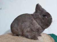 İstanbul Tavşan Üreticisi