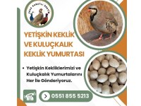 Yetişkin kınalı keklik ve yumurta
