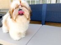 Eşsiz Güzellikte Shih Tzu Yavruları