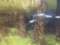 Karışık lepistes balıkları