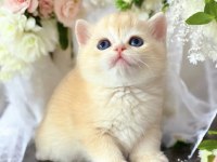 Lisanslı Üretim Evinden British Shorthair Golden