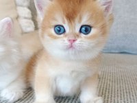 Çek Bebeksi Tenimi Çek Golden British Shorthair