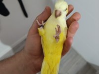 Monk Keşiş Papağanı Lutino Göz Mutasyon Sarı 2 Yaşında