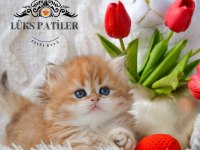 Altın Saçlı Golden British Longhair Ny12