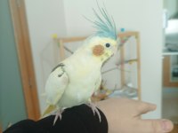 Full Evcil Sultan Papağanı