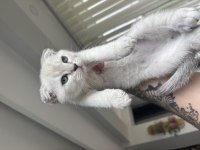 2 Aylık Scottish Blue Point Yavru