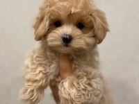 Birbirinden Sevimli Maltipoo Yavruları