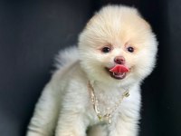 Safkan Pomeranian Boo Yavru Köpekler
