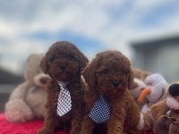 Safkan Irk Ve Sağlık Garantili Toy Poodle