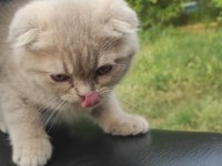 Scottish Fold Bebeklerimiz Teslime Hazırdır