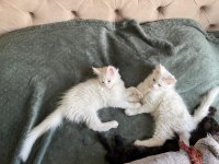 Safkan Maine Coon Yavrular **Uygun**