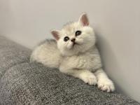 26 temmuz doğumlu üç yavru kediler