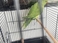 2 yaşında dişi pakistan papağanı