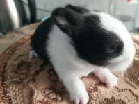 Cüce Tavşan 20 Günlük