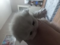 Bal Köpüğü Scottish Fold