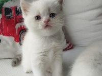 Tatlış Yavru Kedilerim Yeni Sahiplerini Heyecanla Bekliyor