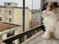 Şeker Gibi Calico Dişi Persian
